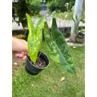 ราคา บอนพญาจงอางด่างขาวพร้อมส่ง (27935687516)