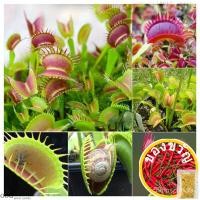 ราคา เมล็ดพันธุ์ กาบหอยแครงปากแดง ต้นไม้กินแมลง Venus Flytrap Flower Seeds บรรจุ 50 เมล็ด ไม้กินแมลงปากแดง (กาบหอยแครงปากแดง) (19370805094)