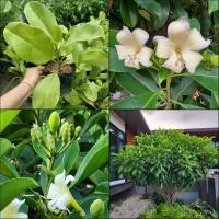 ราคา (2ต้น) แก้วมุกดา โกงกางเขา ต้นแก้วมุกดา ต้นโกงกางเขา / happy (23078396369)