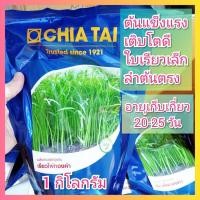 ราคา ผักบุ้งจีน เรียวไผ่ทองคำ เจียไต๋ 1 กิโลกรัม ผักบุ้งใบไผ่ ต้นอ่อนผักบุ้ง เมล็ดผักบุ้ง (28480964895)