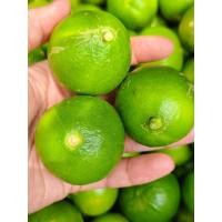 ราคา มะนาวแป้นเกษตร1กิโล[เปลือกบางน้ำเยอะ] (42120470486)