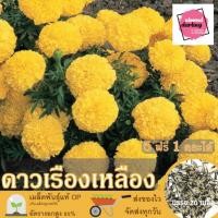 ราคา ซื้อ5 แถม1 เมล็ดพันธุ์ ดอกดาวเรือง สีเหลือง 20 เมล็ด (Mariglod Flower Seed) เมล็ดพันธุ์แท้ ปลูกง่าย อัตรางอกสูง เก็บเมล็ (16394499202)