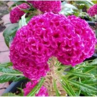 ราคา ต้นหงอนไก่ฝรั่ง สีชมพู่ (2353938930)