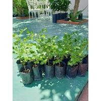 ราคา ต้นกล้าแก้วเจ้าจอม6ใบ (16258844690)