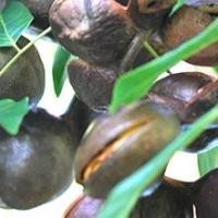 ราคา ต้นลูกเนียง ลำต้นสูง 50-60 ซม ส่งพร้อมถุง 6 นิ้ว (8602635578)