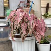 ราคา ฮกหลง บอนสีฮกหลง บอนสีราชินีใบไม้ มีหัวทุกต้น (13830786515)