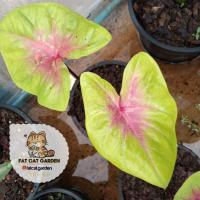 ราคา เหลืองบุษราคัม บอนสี บอนสีเหลืองบุษราคัม (15583705443)