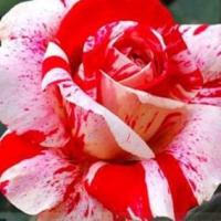 ราคา 10 เมล็ด กุหลาบอังกฤษ พันธุ์ไม้เลื้อย สีแดงขาว ดอกใหญ่ Rose seeds (10716813004)