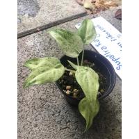 ราคา นางกวักด่างหินอ่อน #นางกวักด่าง #ว่านนางกวักด่าง นางกวัก ว่านค้าขายร่ำรวย (22602944221)