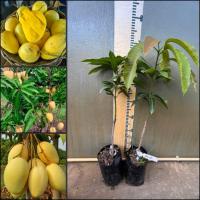 ราคา ต้นมะม่วงขายตึก หรือมะม่วงแขกขายตึกเป็นมะม่วงพันธุ์โบราณ ขนาด 60-80ซม. อร่อยรสเลิศล้ำต้อง “มันขายตึก (43252445947)