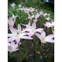 ราคา หัวบัวดินบับเบิ้ล15หัวสีขาวอมชมพูราคา 59บาท (8961674467)