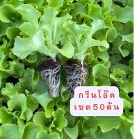 ราคา ต้นกล้าผักสวนครัว ต้นกล้าผักสลัด ต้นกล้าพริก ต้นกล้าเคล ต้นกล้ามะเขือเทศ ต้นกล้าผักไฮโดรโปรนิกส์ ต้นกล้าผักชี พร้อมส่ง (25763211061)