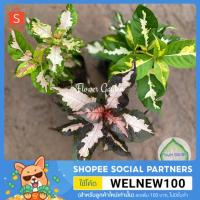 ราคา F110 ต้นสามกษัตริย์ (เงิน/ทอง/นาค) Eranthemum แบบถุง #ไม้มงคล (5533205789)