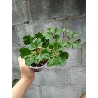 ราคา ต้นเล็บครุฑแคระ . (13330439143)