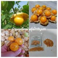 ราคา เมล็ดพันธุ์ เคพกูสเบอร์รี่ (Cape Gooseberry) หรือ “โทงเทงฝรั่ง” 50เมล็ด (4862484935)