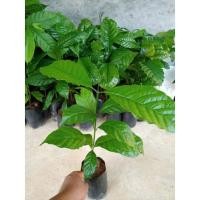 ราคา ต้นกาแฟโรบัสต้าชุมพร (13106781421)