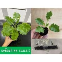 ราคา เมล็ดผักเคล Kales seed เมล็ดพันธุ์ผัก คะน้าใบหยิก (7845249834)