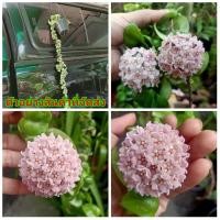 ราคา (ขาย ต้นพันธุ์) ดอก ต้น ต้นโฮย่า ไส้หมู ดอกหอม โฮย่า ไส้หมู สีชมพู fadel (8637290915)