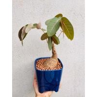 ราคา ต้นมะยมเงินมะยมทอง+พร้อมกระถางเซรามิกIKEA (4251511135)