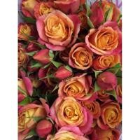ราคา กุหลาบ Sonora Rose กลีบดอกสองสีให้ดอกเป็นช่อ (ติดตูม) มีกลิ่นหอม (21586367054)