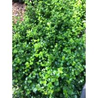 ราคา ต้นชาดัด ต้นชาฮกเกี้ยน ถุง 2 นิ้ว สูง 10-30 เซนติเมตร ต้นละ 5 บาท ชุดละ 10 ต้น 50 บาท (21080020271)