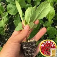 ราคา เมล็ดกะหล่ำปลีสีเขียวต้นกล้า Baotou กะหล่ำปลีกะหล่ำปลีผักต้นกล้ากะหล่ำปลีทนเย็น Shouguang หัวผักกาดสี่ทะเล HCWF (22724542241)