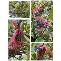 ราคา ต้นเลมอนยูเลกา เปลือกบางกลิ่นหอมชื่นใจ มะนาวด่าง กิ่งตอนลงกระถาง (22856511508)