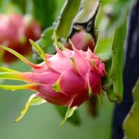 ราคา กิ่งพันธ์ุแก้วมังกร เนื้อสีขาว (10กิ่ง/แพ็ค) (3433156681)