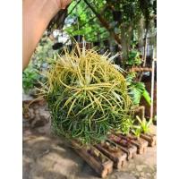 ราคา ทิลแลนเซีย รากอากาศ Tillandsia Ionantha ขอนไม้ ออกสีตามฤดูกาล (12627045133)