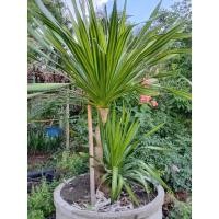 ราคา ต้นจันผาด่างใบเขียวเหลือง (8173689086)