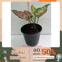ราคา อโกลนีมา(Aglaonema) หรือแก้วกาญจนา/อัญมณีแดง ไม้มงคล ไม้ฟอกอากาศ (10735117118)