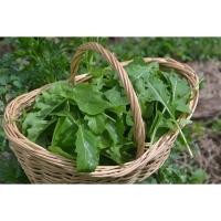 ราคา [10แถม1คละได้] อกูล่าร็อคเก็ตสลัด อากูรูล่าร็อคเก็ต เมล็ดพันธุ์ 90-300 เมล็ด มีคู่มือการปลูก (25176929555)