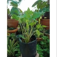 ราคา ต้นพันธุ์จิงจูฉ่าย ในถุงชำ 3 นิ้ว (2471789795)