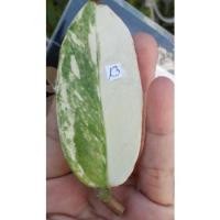 ราคา กวักมรกตด่างใบตัดสดติดก้านชมพู (9569505991)