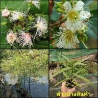 ราคา (1ต้น)(ขาย ต้นพันธุ์) ต้น ดอก ต้นลำพู และ ต้นลำแพน ลำพู ลำแพน (12755221531)