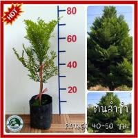 ราคา ต้นล่ำซำ ล่ำซำ Black Ebony ไม้มงคลฟอร์มสวย เสริมความเจริญรุ่งเรือง (19167733183)