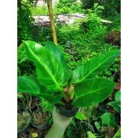 ราคา ต้นเศรษฐีรวยทรัพย์ เศรษฐีมีทรัพย์ ว่านเศรษฐี ว่านรวยทรัพย์ ไม้มงคลเสริมบารมีโชคลาภ กระถาง 5นิ้ว 229 บาท (11311255368)