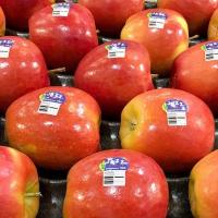 ราคา 20 เมล็ด แอปเปิ้ล สายพันธุ์แจ๊ส (Jazz Apple) Apple seeds (6293936786)