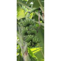ราคา หน่อกล้วยน้ำว้าและกล้วยน้ำว้าปลีกส่ง (40165475606)