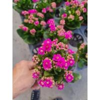 ราคา กุหลาบหิน ต้นกุหลาบหิน สวยๆจร้าหลากหลายสีคะ (12366854330)