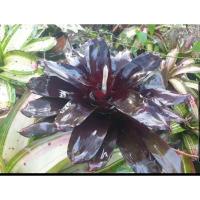 ราคา ขายเป็นหน่อหรือต้นลูก #สับปะรดสี #Bromeliad #ไม้สีดำ #ไม้ประดับ #ไม้แต่งสวน #ไม้มงคล (10420221616)