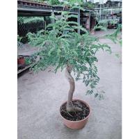 ราคา มะขามบอนไซขนาดกระถาง8นิ้ว (16164509613)