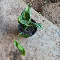 ราคา ห่อเงินแคระต้นไม้มงคลเก็บเงินเก็บทองเงินทองไม่รั่วไหลชอบแดดร่ำไร (20165758828)