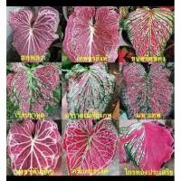 ราคา บอนสี ฮกหลง เบบี้.กระถาง4" (14306271409)