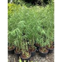 ราคา หลิวลู่ลม ต้นหลิวลู่ลม ไม้มงคล willow tree หลิว ต้นหลิว หลิวย้อย ต้นหลิวย้อย (25340229942)