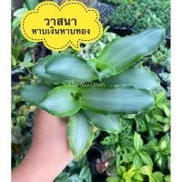 ราคา วาสนา หาบเงินหาบทอง ไม้ร่มรำไร กระถาง3นิ้ว (26926934247)