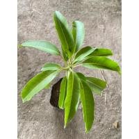 ราคา ต้นพันธู์ มะม่วงขายตึก ต้นละ99 บาท (23343736367)