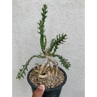 ราคา ยูโฟเบียคนุทิไอ (euphorbia knuthii) (14599868277)