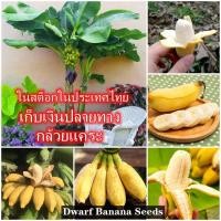 ราคา กล้วยแคระ Dwarf Banana 50 แคปซูล กล้วยหอมแคระ เมล็ดกล้วยแคระ ต้นกล้วยเเคระ ต้นไม้ เมล็ดบอนสี ต้นบอนสีแปลกๆ ต้นบอนสี (11170238252)