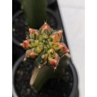 ราคา T31115 ยิมโนด่าง ยิมโนลายสวย ยิมโนด่างกราฟ (5778079717)